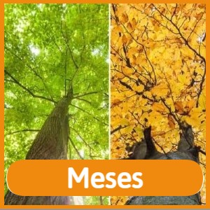 ENS de Meses